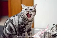 卡洛carlo 吸居使我高产
（全是表情包素材）
（不来夸我么哼！）
云养猫萌宠那些事 ​​​​