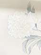 清雅与共·拟恽寿平 没骨白牡丹_1_国画段东梁（招生）_来自小红书网页版
