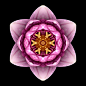 Fifty-Two Flower Mandalas : A book-length collection of mandala images created from flower photos matched with meditative quotes and short essays. Like Carl Jung, I see mandalas as a pathway to the essential Self and use them as a means to personal transf