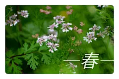 如果可以，惟愿陌上花开，一直记取香盈袖；岁岁春来，一直折取青如昔。一蓑烟雨任平生，始终的绽放，便是最美的归程。