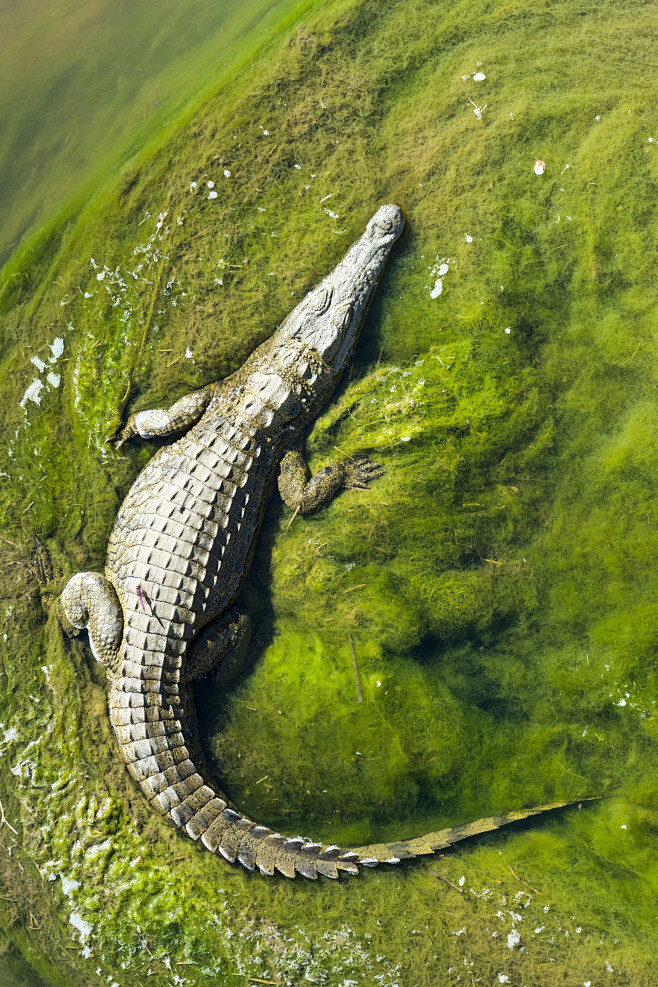 尼罗河鳄鱼图片