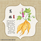 手绘葛根