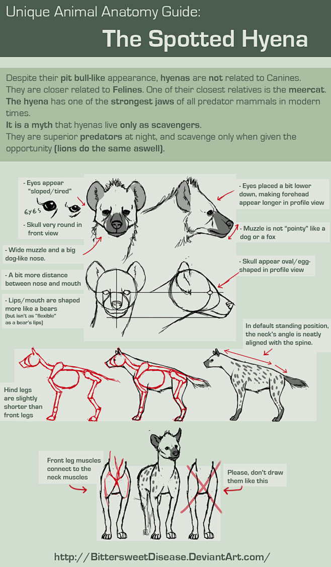 独特的动物解剖：斑鬣狗= FOERVRA...