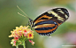 花与蝴蝶 - 专业蝴蝶摄影壁纸1440x900第5张桌面