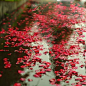 花自飘零水自流，一种相思，两处闲愁。——李清照《一剪梅》