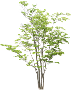 芦栖栖栖栖采集到植物素材