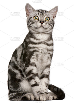 黄二狗蛋子采集到猫