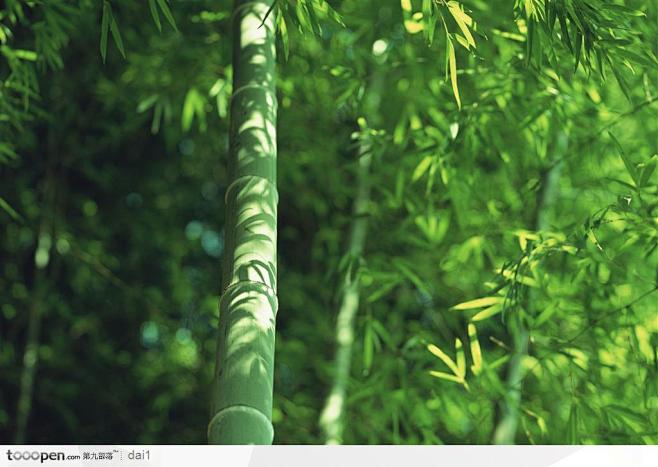 四季花木-翠绿的竹子