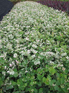 a-植物品种-花瓣网|陪你做生活的设计师 | 小叶榄仁2