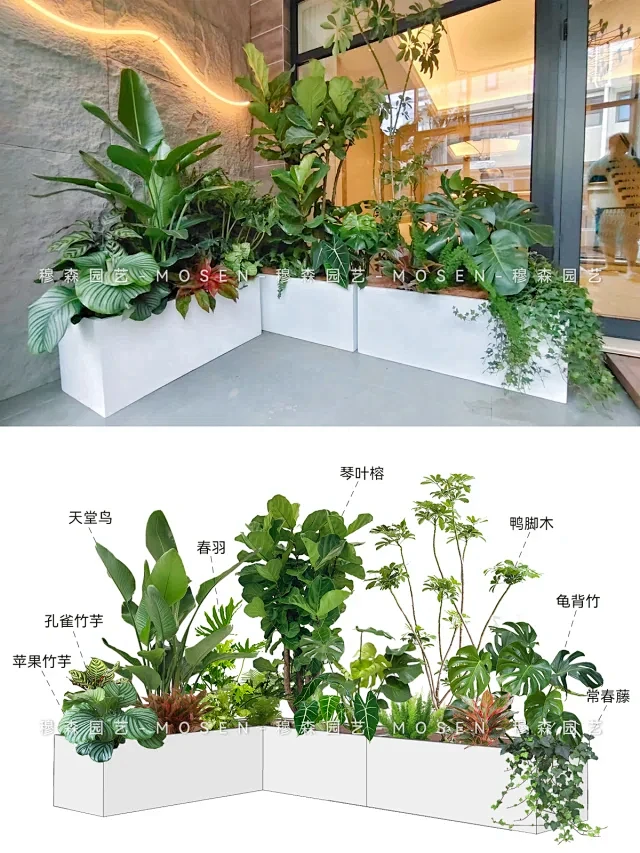 室内绿植花箱隔断组景附植物清单 - 小红书-花瓣网