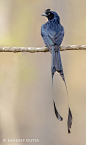 (via Greater Racket-Tailed Drongo by Sandeep Dutta / 500px)
#灵#