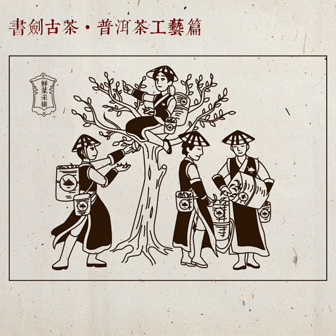 书剑古茶普洱茶工艺篇1  普洱古树茶鲜叶...