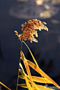 【冬至无雪】芦苇花盛开在初冬，暖暖的，让人忘记这是在冬季。@陶菲菲影像 @中国视觉典藏 @中国摄影师联盟 @北京老夏