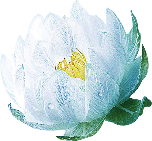 室从脑汁被榨干のmimo转采于2020-05-28 18:38:45雪莲花素材/动植物