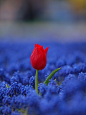 Red Tulip on the Blue
