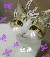 #剑网3#开服啦啦啦啦啦啦啦啦啦啦啦啦啦啦啦~实在找不到表情包发了！！！服妹开始生产表情包了！！宠溺的扔给宝宝们！！~给188楼一口宠溺的大橙子~ ​​​​