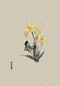 #365天生日花#  6月6日 黄菖蒲 (Yellow Iris) 
花语 ：信者之福 ​​​​