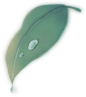 叶子