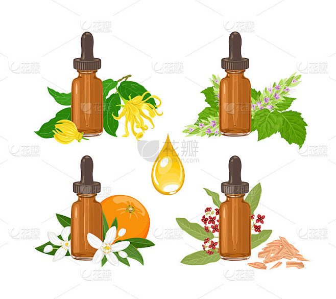 一套精油在琥珀玻璃滴管瓶孤立在白色。檀香和香花广藿香，依兰依兰，橙花。矢量插图在卡通平面风格。