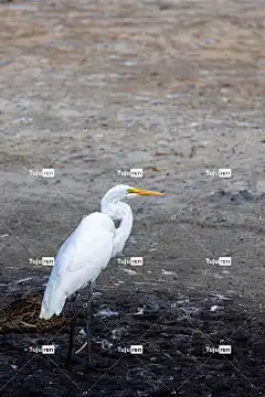 鸟类 白鹭 锁屏壁纸 羽毛 高清 墙纸 野生动物 Iphone壁纸
