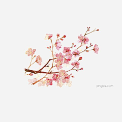 Mr小百万采集到梅花