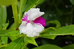 照片表现凤仙花(花园香脂，花园珠宝草，玫瑰香脂，斑点snapweed，触摸-我-不要)在正式的花园，