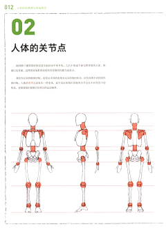 Z的收藏馆采集到艺用人体结构与解剖