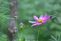 复古照片与粉红色的花散景在绿色的背景设计。自然的概念。花的贺卡。花开花。花园盛开的宇宙为装饰。夏天的