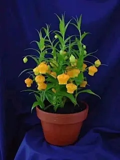 今年元宵节不出门，在家养盆“灯笼花”，愿天佑中华、春暖花开、否极泰来！-看点快报