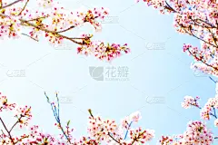 建筑结构,樱花,粉色,天空,蓝色,太空,自然美,俄亥俄河,华丽的,纹理效果