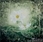 张德泉， 男,1941年出生，江苏省工笔花鸟画名家。