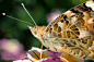 Photograph Butterfly by Sarah Edwards on 500px