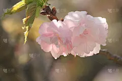 日语名，Yokihi(杨贵妃)第二部分