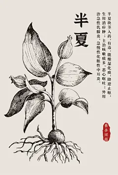 三七、灵芝、半夏、党参线稿图海报！ - 小红书