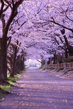 雪·樱藤桃采集到花木