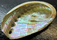 贝壳,濒危物种,华贵,食品,动物,鲍鱼,2015年,自然,闪亮的,海产
