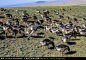 灰鸭子 觅食 可爱动物 鸭群 家鸭 禽类
【参数】 9.1 MB | JPG | 3456×2304 | 240DPI | RGB