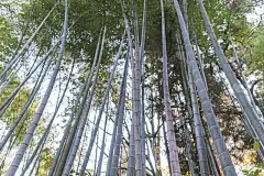 竹林和绿色草地草与自然光线在模糊风格。竹叶苍翠，竹树与白竹属天然林。在一个模糊的绿色植物背景上的树叶
