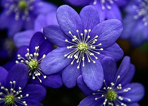 #鲜花# #微距# #雪割草# 灬铃兰灬...