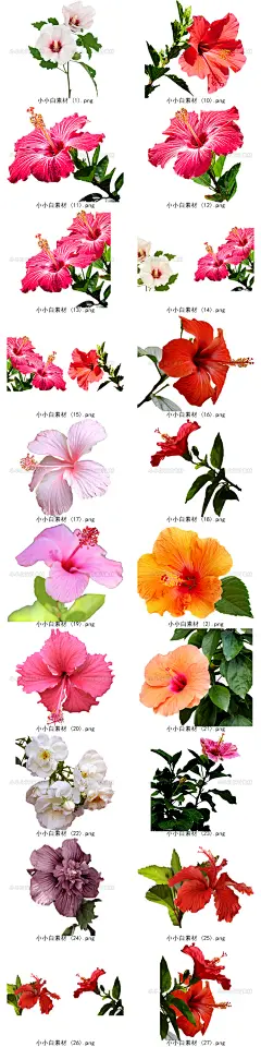 春天芙蓉花花朵盛开春季摄影照片前景合成免抠剪贴PNG图片素材-淘宝网