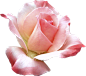 花朵PNG素材