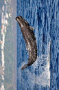鲸目·齿鲸亚目·抹香鲸科·抹香鲸属：小抹香鲸
