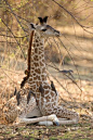 新生的长颈鹿放松在赞比亚一棵大树下，在南部非洲，作为oxpecker鸟清洁皮肤的蜱和其他​​错误。