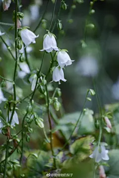花草 - 高清图片，堆糖，美图壁纸兴趣社区