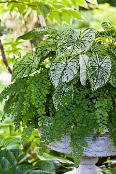 流逐采集到植物情节