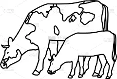 黑白图片,小牛,母牛,农业,牛排,有机食品,自然,牲畜,肉,野生动物