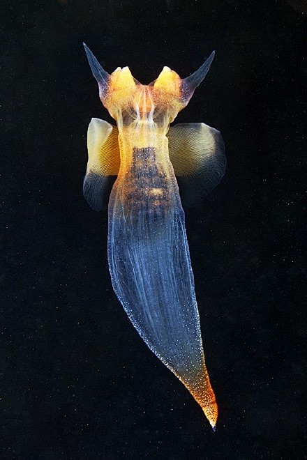 冰海小精灵又称冰海天使身长不到三公分为浮游软体动物它雌雄同体生活