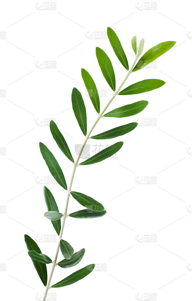 橄榄枝
