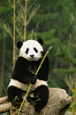 食肉目·熊科·熊猫属：大熊猫（青年）