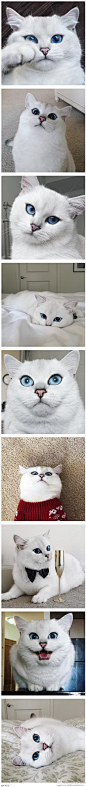 在INS上有30多万粉丝的猫咪！好像知道为什么有种宝石叫‘猫眼石’了~#WEBTOON幽默#